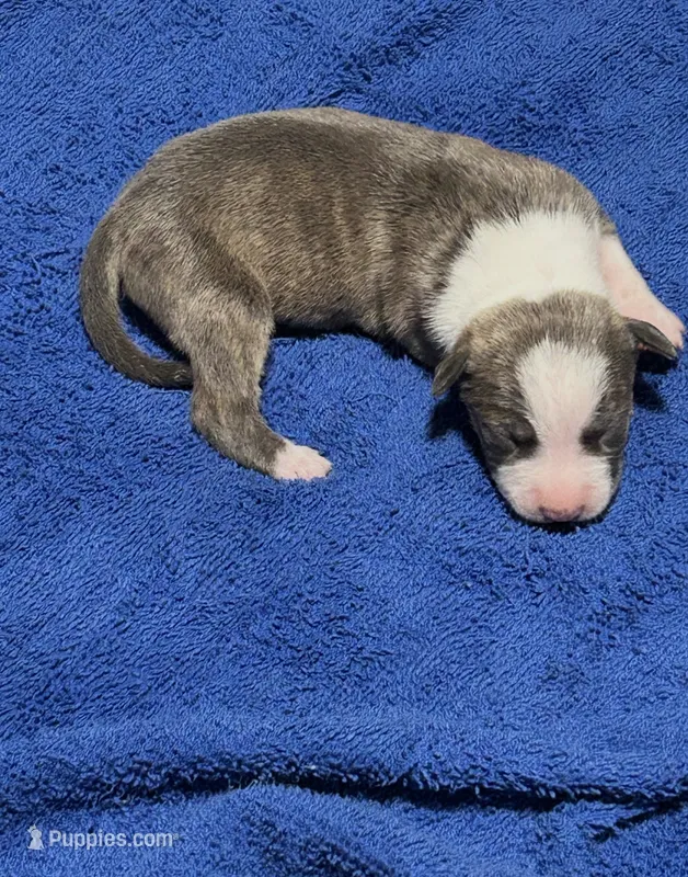Diamond – American Pit Bull Terrier puppy for sale in Chicago Ridge, IL