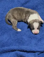 Diamond, a female American Pit Bull Terrier for sale in Chicago Ridge, IL – 1 of 1