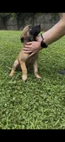 Blueberry , a male Belgian Malinois for sale in Springville, AL – 4 of 10
