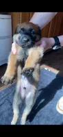 Blueberry , a male Belgian Malinois for sale in Springville, AL – 6 of 9