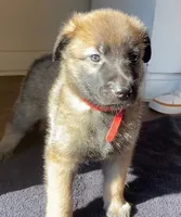 Apple, a male Belgian Malinois for sale in Springville, AL – 2 of 6