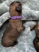 Grape, a female Belgian Malinois for sale in Springville, AL – Photo 3 of 3