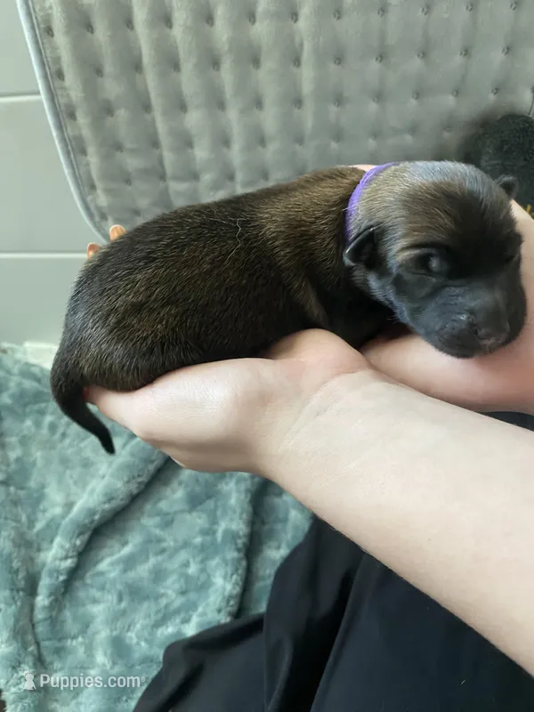 Grape – Belgian Malinois puppy for sale in Springville, AL