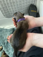 Grape, a female Belgian Malinois for sale in Springville, AL – Photo 2 of 3