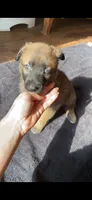 Apple, a male Belgian Malinois for sale in Springville, AL – 3 of 6