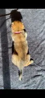 Raspberry, a female Belgian Malinois for sale in Springville, AL – 3 of 6