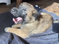 Coconut, a male Belgian Malinois for sale in Springville, AL – 5 of 9