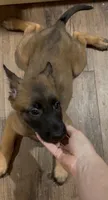 Raspberry, a female Belgian Malinois for sale in Springville, AL – 7 of 10