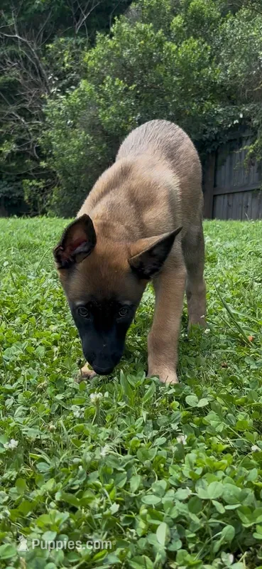 Lychee – Belgian Malinois puppy for sale in Springville, AL