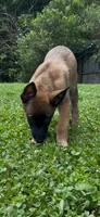 Lychee, a female Belgian Malinois for sale in Springville, AL – 2 of 10