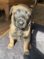 Grape, a female Belgian Malinois for sale in Springville, AL – 5 of 9