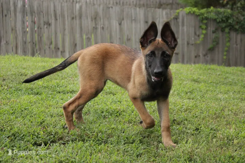 Lychee – Belgian Malinois puppy for sale in Springville, AL
