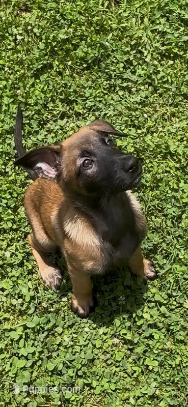 Grape – Belgian Malinois puppy for sale in Springville, AL