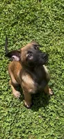 Grape, a female Belgian Malinois for sale in Springville, AL – 2 of 10