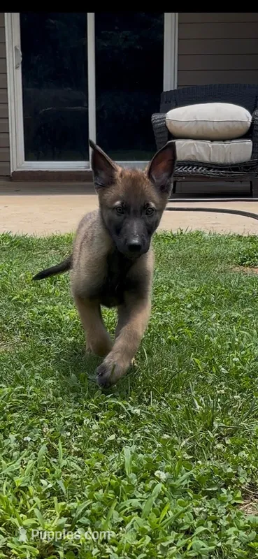 Coconut – Belgian Malinois puppy on hold in Springville, AL