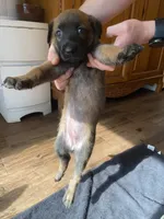 Grape, a female Belgian Malinois for sale in Springville, AL – 6 of 9