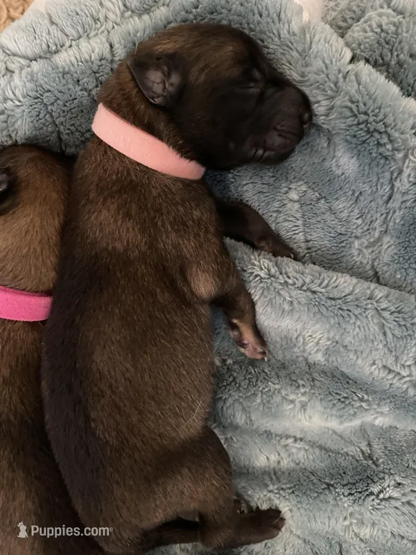 Lychee – Belgian Malinois puppy for sale in Springville, AL