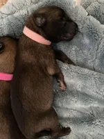 Lychee, a female Belgian Malinois for sale in Springville, AL – Photo 1 of 3