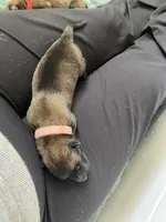 Lychee, a female Belgian Malinois for sale in Springville, AL – Photo 2 of 3