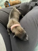 Lychee, a female Belgian Malinois for sale in Springville, AL – Photo 3 of 3