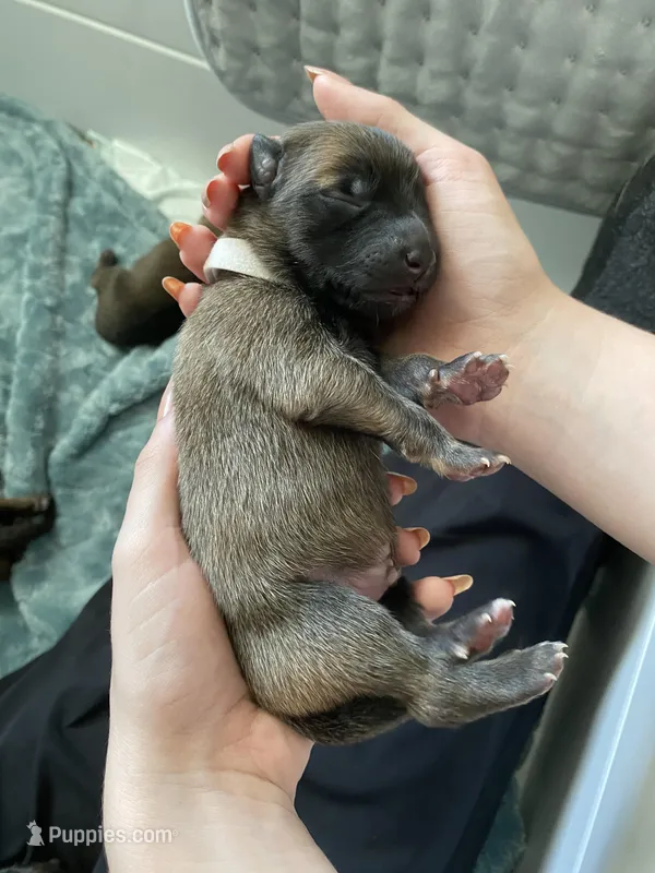 Coconut – Belgian Malinois puppy for sale in Springville, AL