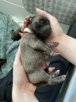 Coconut, a male Belgian Malinois for sale in Springville, AL – Photo 1 of 3