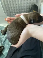 Coconut, a male Belgian Malinois for sale in Springville, AL – Photo 2 of 3