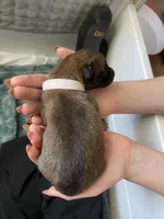 Coconut, a male Belgian Malinois for sale in Springville, AL – Photo 3 of 3