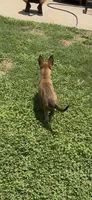 Raspberry, a female Belgian Malinois for sale in Springville, AL – 4 of 10
