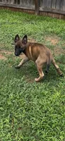 Lychee, a female Belgian Malinois for sale in Springville, AL – 3 of 10