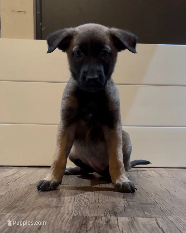 Grape – Belgian Malinois puppy for sale in Springville, AL