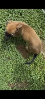 Blueberry , a male Belgian Malinois for sale in Springville, AL – 3 of 10