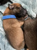 Blueberry , a male Belgian Malinois for sale in Springville, AL – Photo 3 of 3