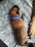 Blueberry , a male Belgian Malinois for sale in Springville, AL – Photo 2 of 3