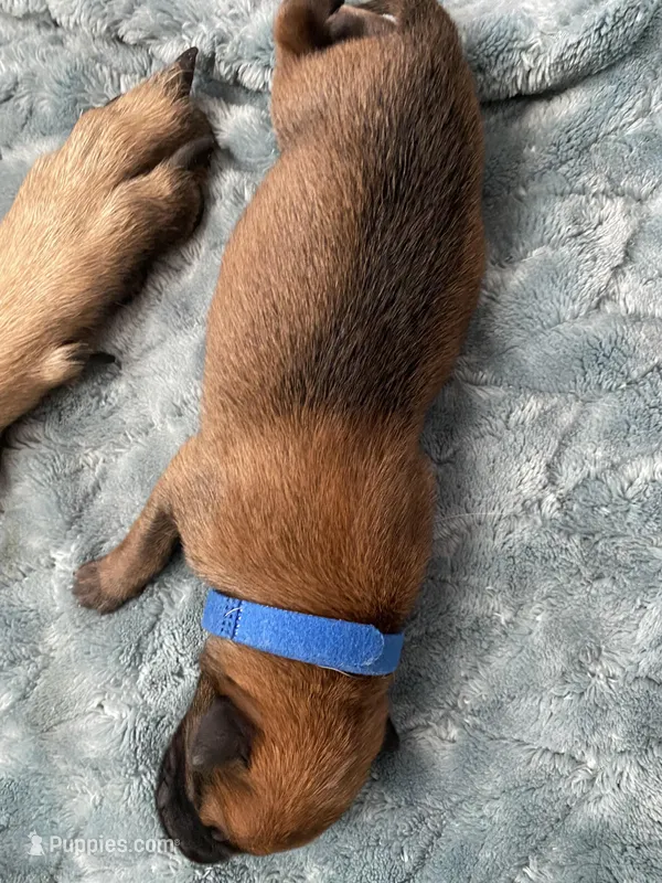 Blueberry  – Belgian Malinois puppy for sale in Springville, AL