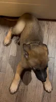 Mango, a male Belgian Malinois for sale in Springville, AL – 3 of 9