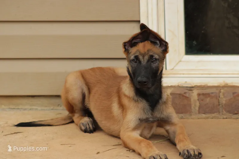 Blueberry  – Belgian Malinois puppy for sale in Springville, AL