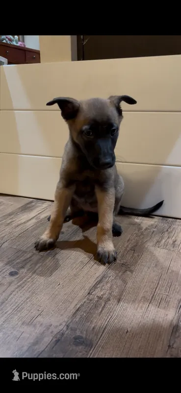 Lychee – Belgian Malinois puppy for sale in Springville, AL