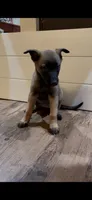 Lychee, a female Belgian Malinois for sale in Springville, AL – 5 of 10