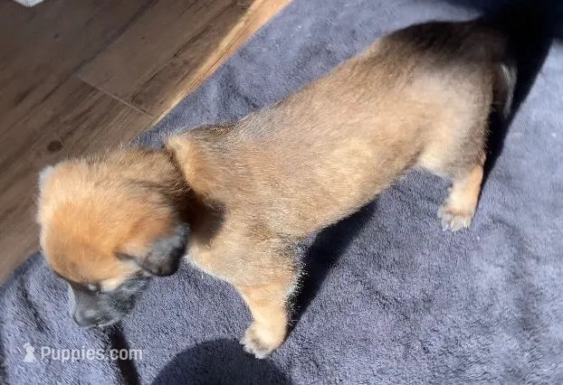 Grape – Belgian Malinois puppy for sale in Springville, AL