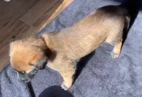 Grape, a female Belgian Malinois for sale in Springville, AL – 4 of 9