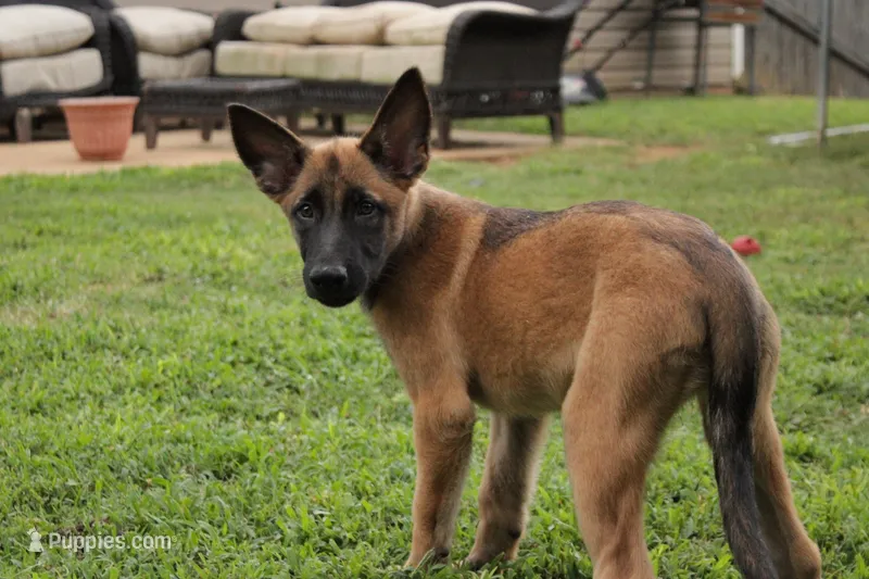 Raspberry – Belgian Malinois puppy for sale in Springville, AL