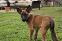 Raspberry, a female Belgian Malinois for sale in Springville, AL – 1 of 10