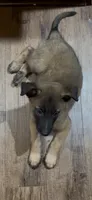 Coconut, a male Belgian Malinois for sale in Springville, AL – 2 of 9