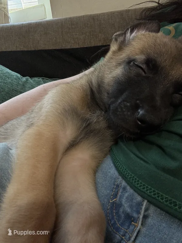 Mango – Belgian Malinois puppy for sale in Springville, AL