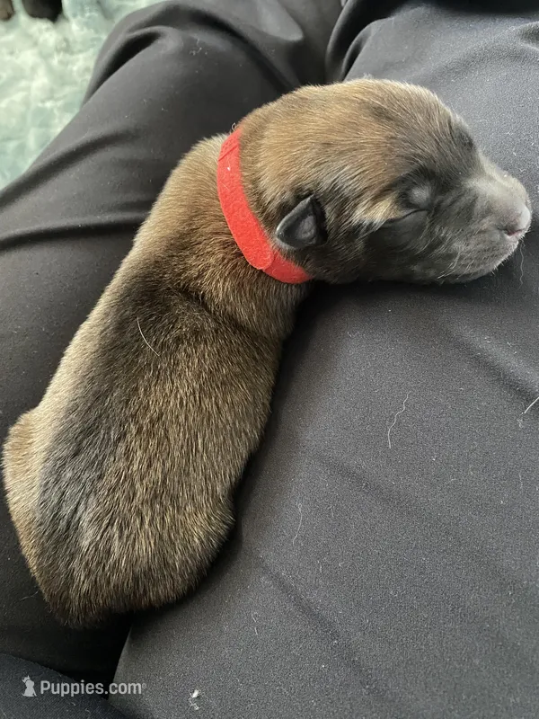 Apple – Belgian Malinois puppy for sale in Springville, AL