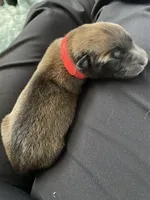 Apple, a male Belgian Malinois for sale in Springville, AL – Photo 1 of 3