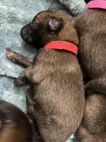 Apple, a male Belgian Malinois for sale in Springville, AL – Photo 2 of 3