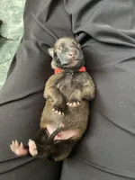 Apple, a male Belgian Malinois for sale in Springville, AL – Photo 3 of 3