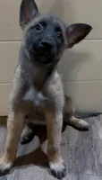 Raspberry, a female Belgian Malinois for sale in Springville, AL – 6 of 10